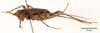 CollectionObject 1585751; 20a7af93-1965-4a64-baea-e06cb48872d5: female, lateral view (paratype). (CollectionObject).