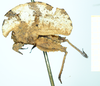 CollectionObject 1593707; 92f9afac-292d-4ee7-90a1-36737d11cca1: female (no type), lateral view. (CollectionObject).