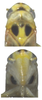 Head on Anufrievia anchoroides Lin & Zhang, 2021: dorsal view of head; face. (Observation).