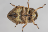 Live specimen on Clastoptera arborina Ball, 1927: (Observation).