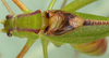 Platylyra californica Scudder, 1898: male, dorsal view (California). (Otu).