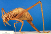 CollectionObject 1475558; 91736996-e969-4520-bb0c-fbc121df387d, DORSA BTphicorS03: female, lateral view (syntype). (CollectionObject).