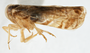 Habitus, lateral view on Cubana cypassis Fennah, 1971: (Observation).