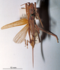 CollectionObject 1503281; MBBJ 3224145, 64733a17-de14-403c-9484-11f63f5d1b4b: female, dorsal view (paratype?). (CollectionObject).