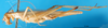 CollectionObject 1502367; fb9496f6-5cdf-424d-8089-f21baede6aa6: female, lateral view (paralectotype). (CollectionObject).