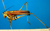 CollectionObject 1501735; dc22537b-cbb1-4ef2-9dd4-3aed2380ae8f, DORSA BTpoeannS04: female, lateral view (syntype). (CollectionObject).