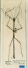 CollectionObject 1557823; f57d02be-e492-4be1-900e-e3f321d87758: copyright CUMZ, Cambridge. male (syntype). (CollectionObject).