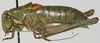 male, lateral view (holotype). Depicts CollectionObject 1527095; d673277a-bb52-417c-a44c-58c5c2bea3e6, a CollectionObject.