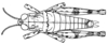 Arminda lancerottensis Holzapfel, 1972: Fig. 2 D. female, dorsal view. (Otu).