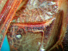 CollectionObject 1500586; 14a52cef-cf81-4732-8221-9f3b2e1ef18f, DORSA BTpoestrS02: male, stridulatory file (syntype). (CollectionObject).