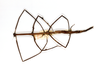 CollectionObject 1561718; a63efca4-8cbc-4989-a835-84bfe7bca557: copyright ETHZ. female of synonym Cuniculina electa (paralectotype). (CollectionObject).