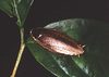 Rhabdoblatta circumdata (Hanitsch, 1915): Copyright Phil Bragg. Rhabdoblatta circumdata adult. Sarawak, Malaysia. (Otu).