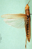 CollectionObject 1502867; c9addb4b-f215-41dd-93cd-8263065322e5: female, dorsal view (paratype). (CollectionObject).