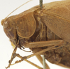 CollectionObject 1522151; a6f875b1-0dfd-42be-bea6-1b7ca7078aec: female had and pronotum, lateral view (holotype). (CollectionObject).