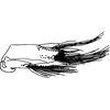 Pygofer, lateral view on Delospilopterus scoliopeus Stiller, 2001: Pygofer, lateral view. (Observation).