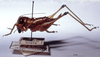 CollectionObject 1534685; MZPW 3225227, 2a38d71b-ca9c-4e56-a161-05b859e032c2: female, lateral view. (CollectionObject).