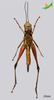 CollectionObject 2245793; Unioeste Cascavel K-0960, fe5a46ff-4df0-426c-98eb-9e67b7e71b04: Male, ventral view. (CollectionObject).