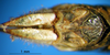 CollectionObject 1530712; 6b79df31-63f4-402d-8c2a-8eec2474c032: female abdomen tip, dorsal view (syntype). (CollectionObject).