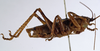 CollectionObject 1529605; 724b6fce-b214-429b-9e3e-574f423262d6: male, lateral view (syntype). (CollectionObject).