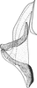 Aedeagus, lateral view on Cosmotettix (Cosmotettix) caudatus (Flor, 1861): Aedeagus, lateral view. (Observation).