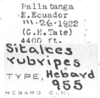 CollectionObject 1524816; 9eb5f351-9fb7-491c-b699-8c34c8e63d07: labels (holotype of Sitalces rubripes). (CollectionObject).