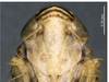 Head on Scaphoideus (Scaphoideus) nigrivalveus Li & Wang, 2005: (Observation).