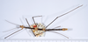 CollectionObject 1560560; 24a9f81f-b1c5-41c3-9fef-8a99e6bdb5b9: copyright ANSP. male, dorsal view (holotype). (CollectionObject).