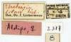 CollectionObject 1538012; MLP2317, 92526244-4422-4438-b7f8-012f7ce9c684: labels (allotype). (CollectionObject).