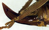 CollectionObject 1500340; 1bddc9bd-baaf-48f9-b714-5ad9d0eaca3e: ovipositor (lectotype). (CollectionObject).