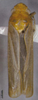 Habitus, dorsal view: !! display not done !! on Bothrogonia fuquana Li, 1983: (Observation).
