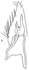 Subgenital plate: Stylus and sugential plate, dorsally (G. stelliger puncticeps). (Observation).
