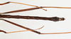 CollectionObject 1560520; 40205467-2f9e-40e7-b463-d6a4a53a4100: copyright Gunvi Lindberg, NRM, Stockholm. male: abdomen & hind legs, ventral view (holotype). (CollectionObject).