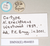 CollectionObject 1562010; NHMUK(SF IMPORT DUPLICATE) 844833, 2eb3ca38-39fc-44da-ac4f-28caf374b012: copyright Natural History Museum, London. female, data labels of Necroscia erechtheus (syntype). (CollectionObject).