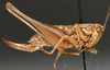 CollectionObject 1568279; e8037b38-f955-4fc9-9522-96788617859c: female, lateral view (paratype). (CollectionObject).