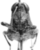 CollectionObject 1524816; 9eb5f351-9fb7-491c-b699-8c34c8e63d07: female, frontal view (holotype of Sitalces rubripes). (CollectionObject).