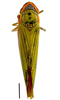 Habitus, dorsal view on Coronigoniella formosa Felix & Mejdalani, 2003: Specimen from Parque Nacional do Itatiaia, Southeastern Brazil, by C. M. F. Silva 2014. (Observation).