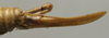 CollectionObject 1535920; 5c569b3a-fbca-4f2a-bee2-1bb8a364b960: female ovipositor (paralectotype). (CollectionObject).