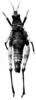 CollectionObject 1540717; 5fe27251-f7c4-410b-97fc-16e226831ba8: Fig. 14 A. female, dorsal view (syntype). (CollectionObject).