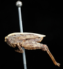 female, lateral view (syntype of Acrydium cristatum). Depicts CollectionObject 1597478; UZIU Thunberg Collection nr 22217, c80e386a-5279-4bbc-88c8-ff624b5b0b31, a CollectionObject.