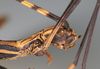 CollectionObject 1561432; NMW 183, de918419-4f5f-4be0-b0cb-51864eb2ab1c: copyright NMW, Vienna. female:head & thorax, lateral view (holotype). (CollectionObject).