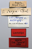 CollectionObject 1535551; a3ea9ff4-3362-483f-8f56-b29c0098fbcf: labels (lectotype of Ochrophlebia serpae). (CollectionObject).