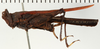 CollectionObject 1529913; NHRS NRM-ORTH 12991, 0700390f-dee0-4cb3-a3a5-2ce06d049d99: female, lateral view (holotype). (CollectionObject).