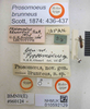 Prosomoeus brunneus Scott, 1874: Prosomoeus brunneus. Holotype. (BMNH) - (CC BY-NC 4.0) Photo by Stuart Cole, reproduced with permission from the Natural History Museum, London, UK. (Otu).