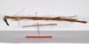 CollectionObject 1563553; d559af2a-ad80-4c43-b24c-7bb8cd2c11b1: copyright ZMHB, Berlin. female, lateral view (syntype). (CollectionObject).
