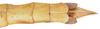 CollectionObject 1572587; 3f988d81-ee32-4370-9e65-a723ddec12e2: copyright ZSMC, Munich. female: end of abdomen, dorsal view (holotype). (CollectionObject).