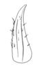 Ceuthophilus (Ceuthophilus) tenebrarum Scudder, 1894: Fig. 296. Subdistal cephalic spur of caudal tibia. (Otu).