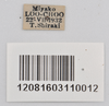 CollectionObject 1558576; NTUC 709 and barcoded specimens, 93d36653-c881-422a-9af7-b37747fc2d15: copyright NTUC. male, data labels of Entoria miyakoensis (syntype). (CollectionObject).