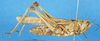 CollectionObject 1507147; 45a1f06c-91de-433a-b352-205de9797f67: female, lateral view (syntype). (CollectionObject).
