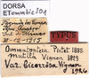 CollectionObject 1537534; cc9ea45f-8e12-420f-bdda-8268a9204049: labels (holotype of variety bicorrosa). (CollectionObject).