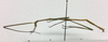 CollectionObject 1559644; 11057412-5713-447a-9f6b-f80b885c6c12: copyright ETHZ. male, lateral view (syntype). (CollectionObject).;CollectionObject 1559644; 11057412-5713-447a-9f6b-f80b885c6c12: copyright ETHZ. male, lateral view (syntype). (CollectionObject).